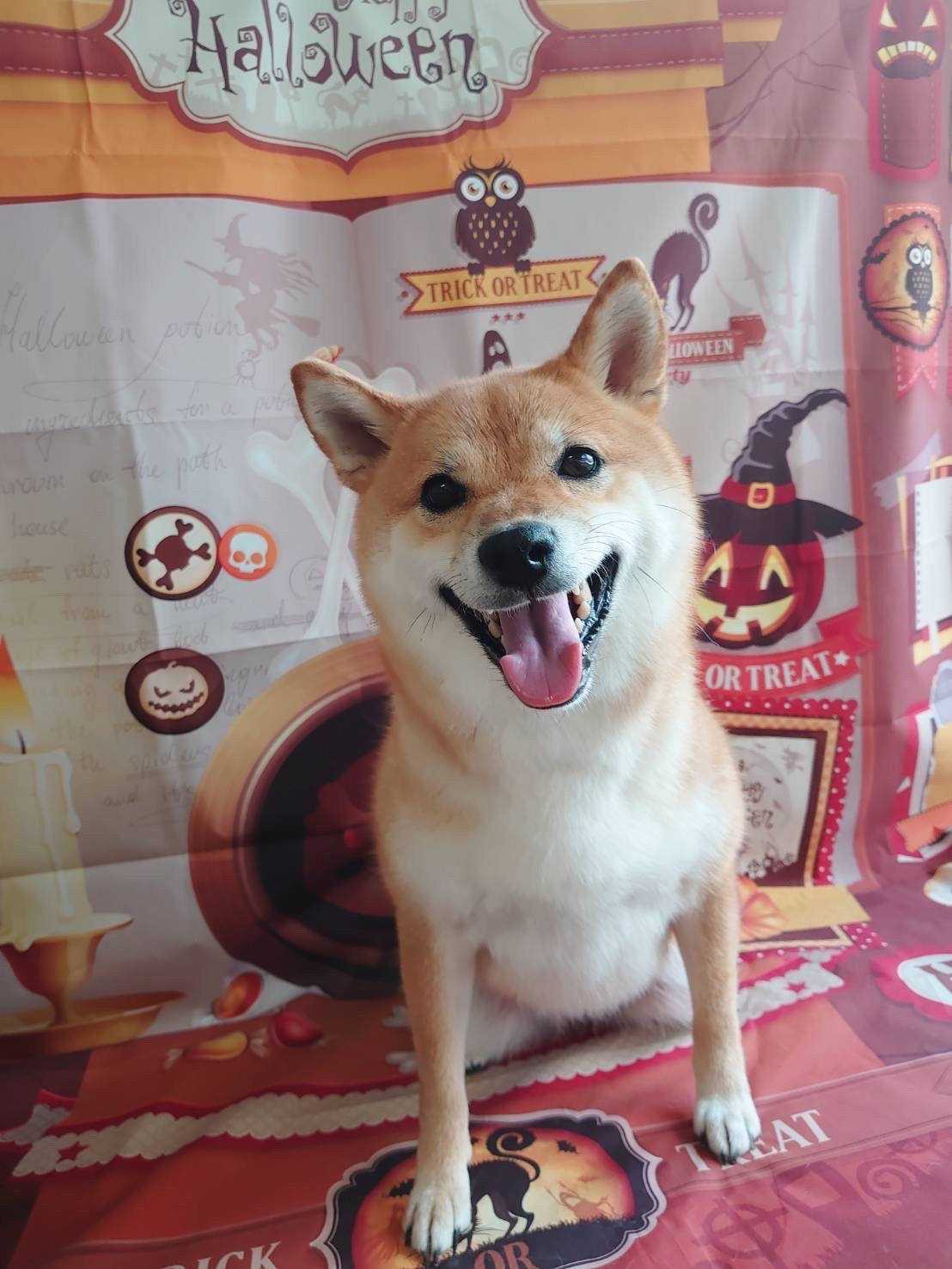 柴のちくわちゃん グルーミングコース