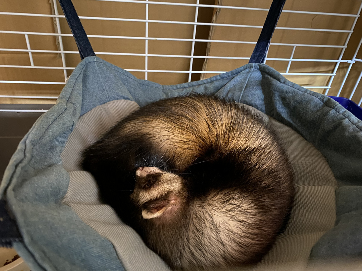フェレットのレオちゃん お泊まりの様子