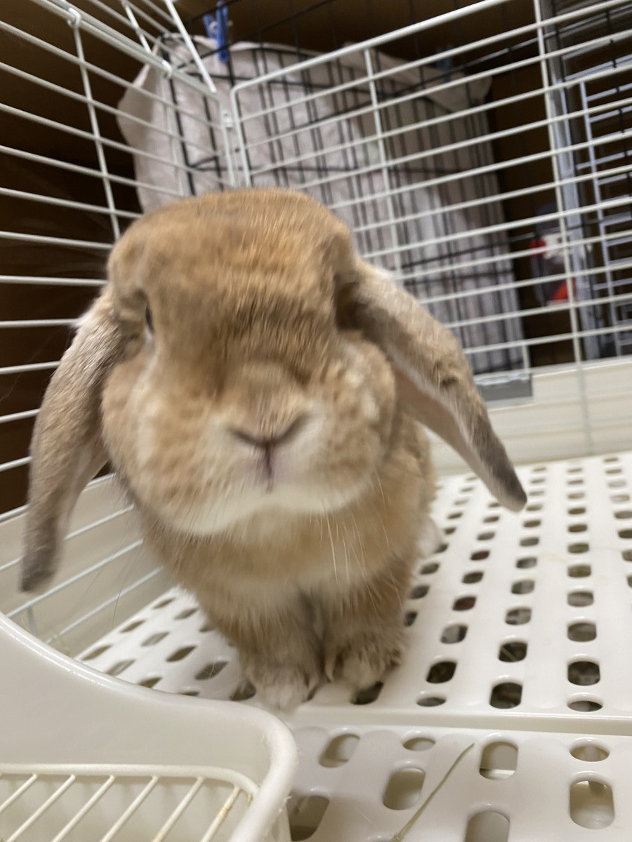うさぎのずんだちゃん お泊まりの様子