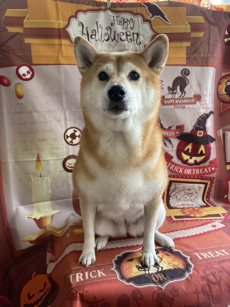 柴のモモちゃん グルーミングコース 炭酸泉