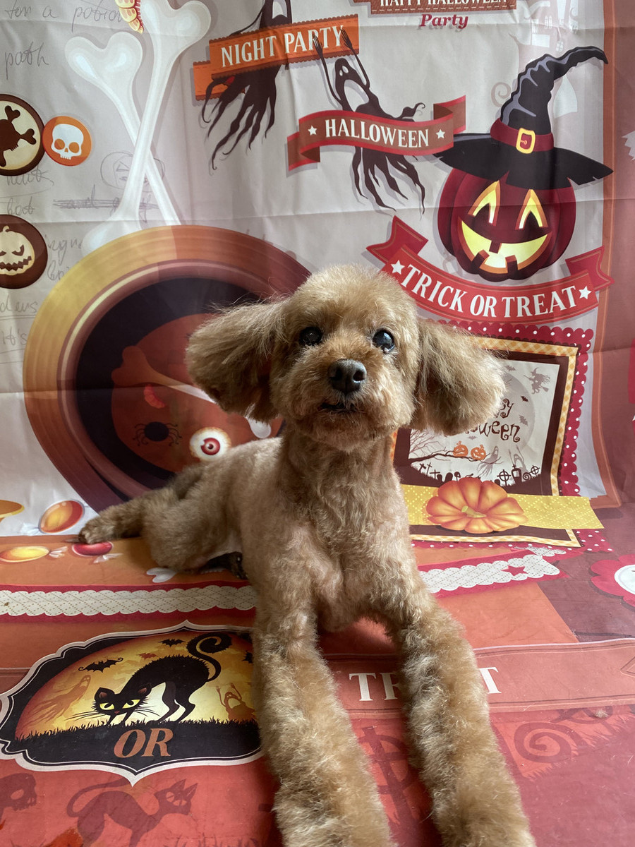 プードルのジミーちゃん トリミングコ ース