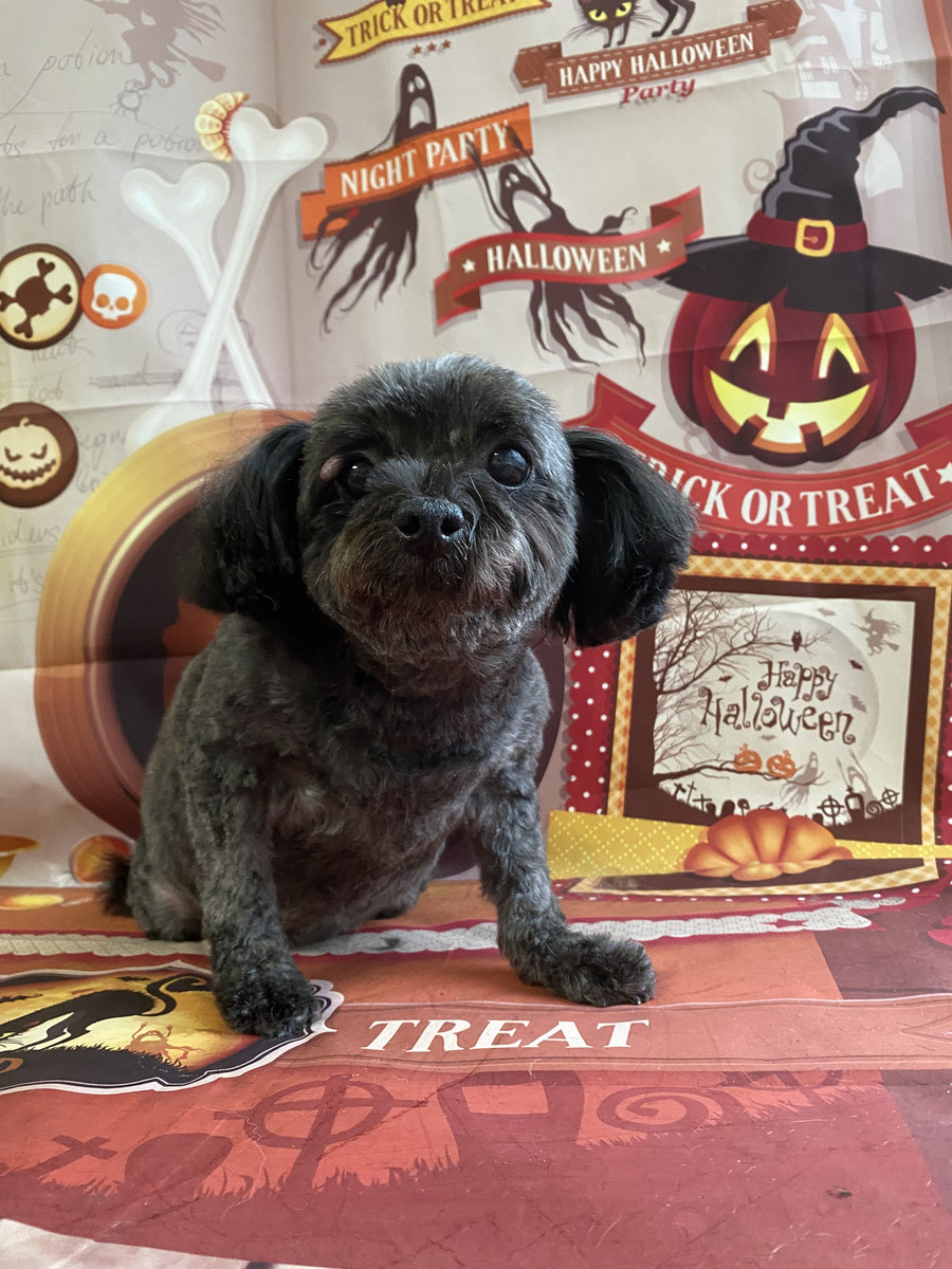 MIXのふぅーちゃん トリミングコース