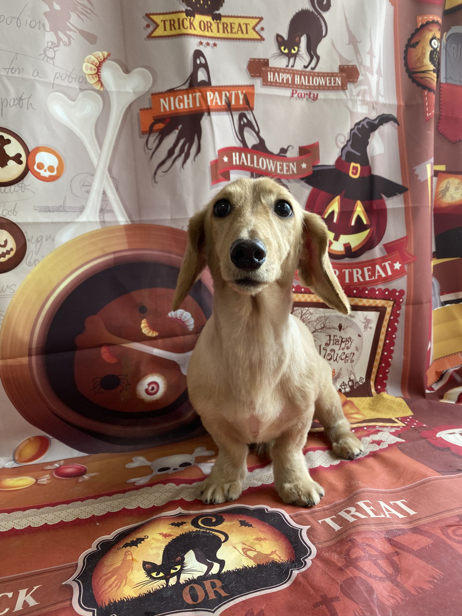 ダックスのクーちゃん トリミングコース