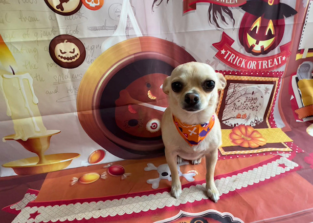 チワワ ぴぴちゃん グルーミングコース