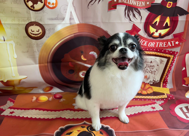 チワワ ミリーちゃん トリミングコース