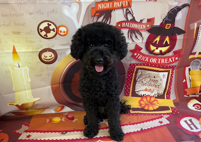 トイプードル キラちゃん オプション