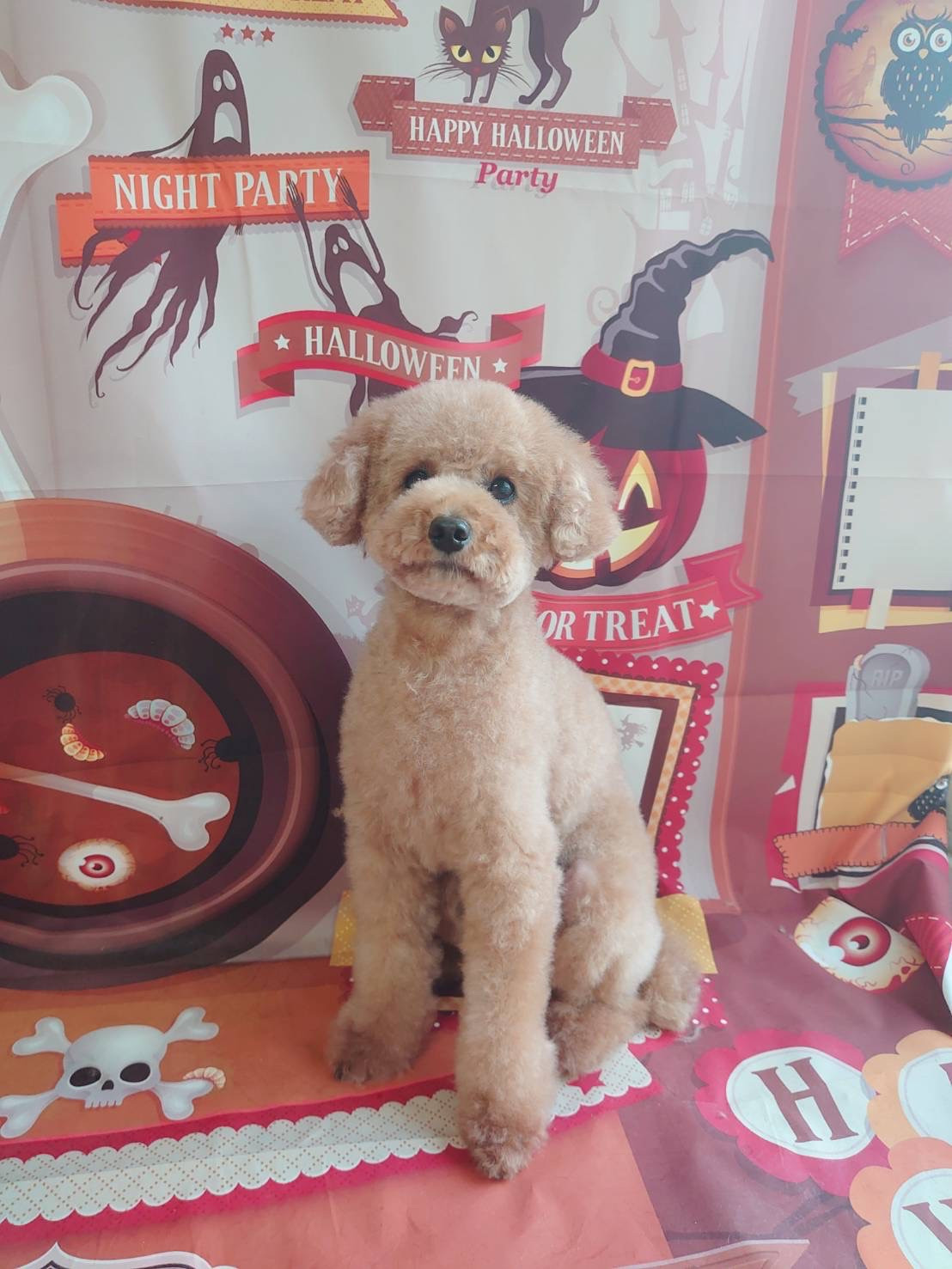 プードルのまるちゃん シャンプーコース 部分カット