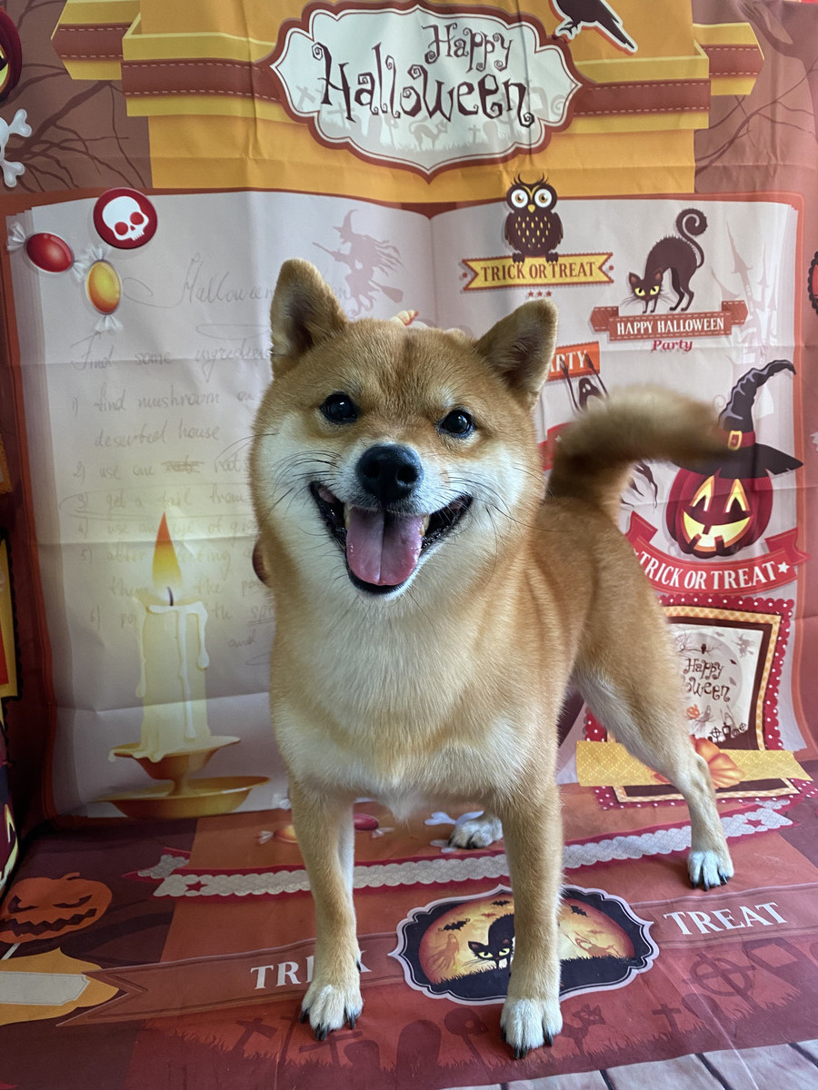 柴の小鉄ちゃん グルーミングコース デンタル