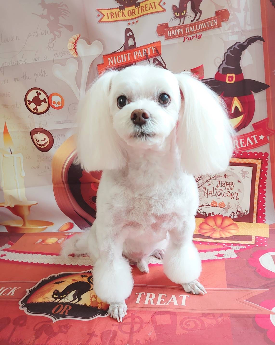 MIXのラフちゃん トリミングコース