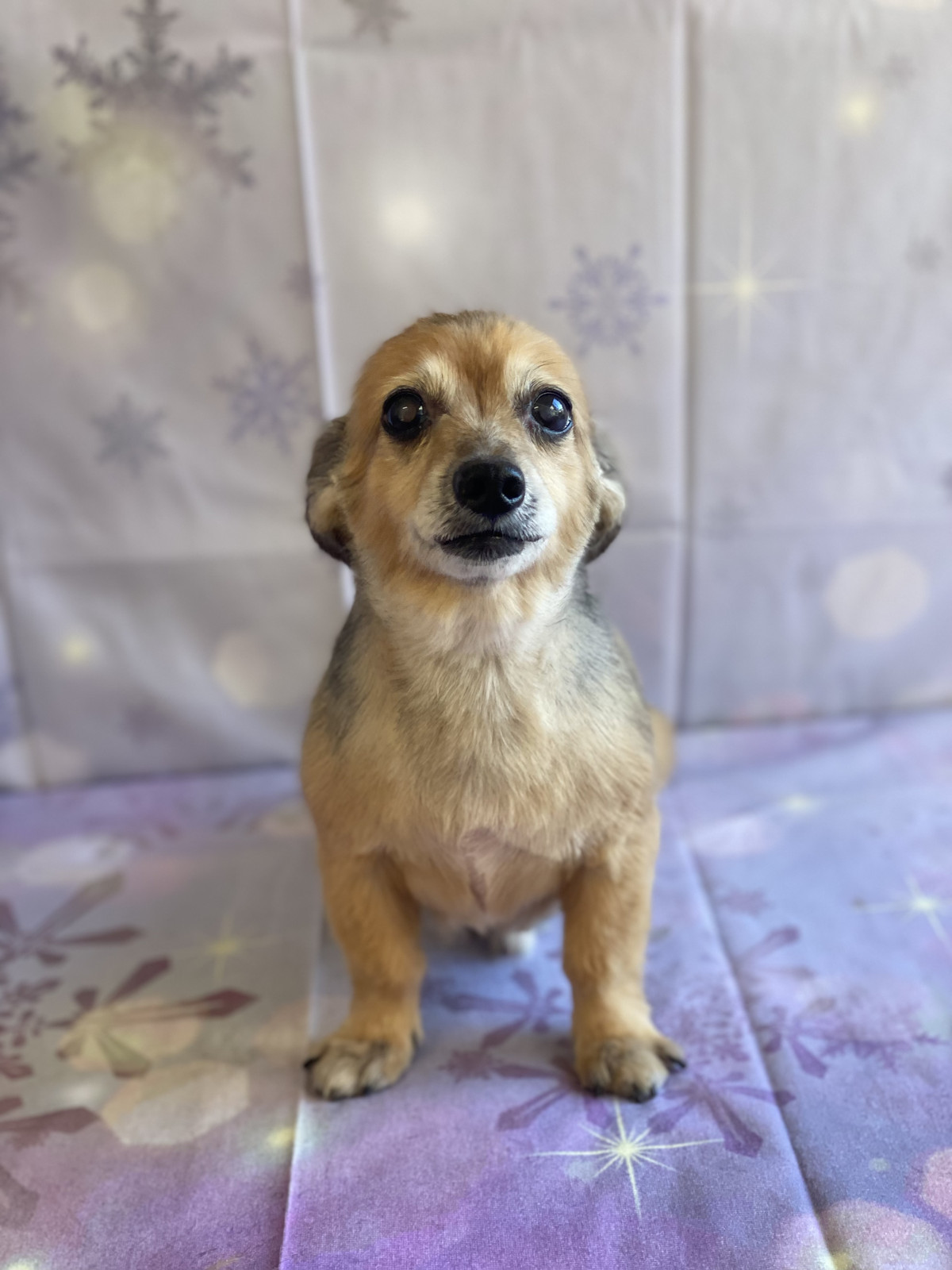 MIXのうなぎちゃん トリミングコース