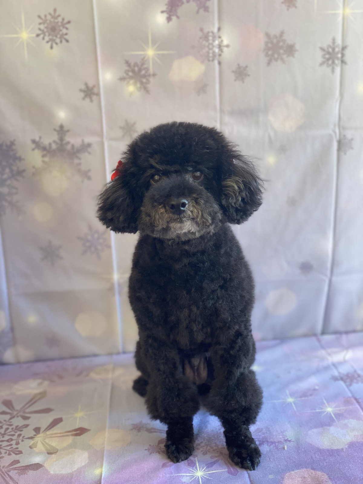 プードルのクールちゃん グルーミングコース