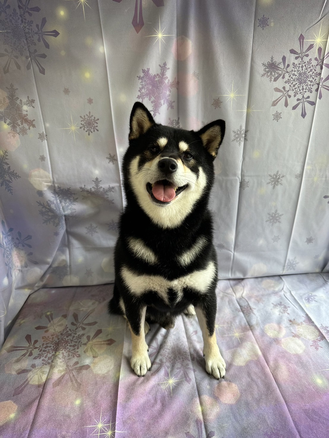 柴の雷ちゃん グルーミングコース