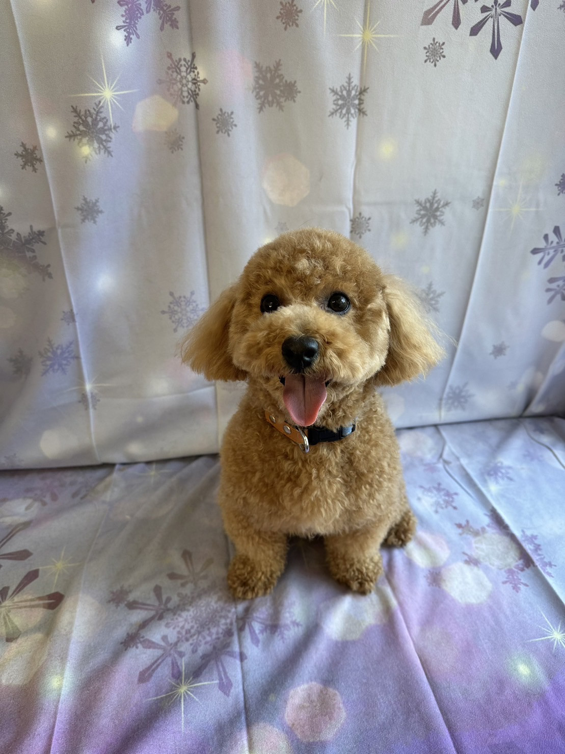 MIXのアンディーちゃん お爪切り 足裏のカット 肛門腺絞り 部分カット