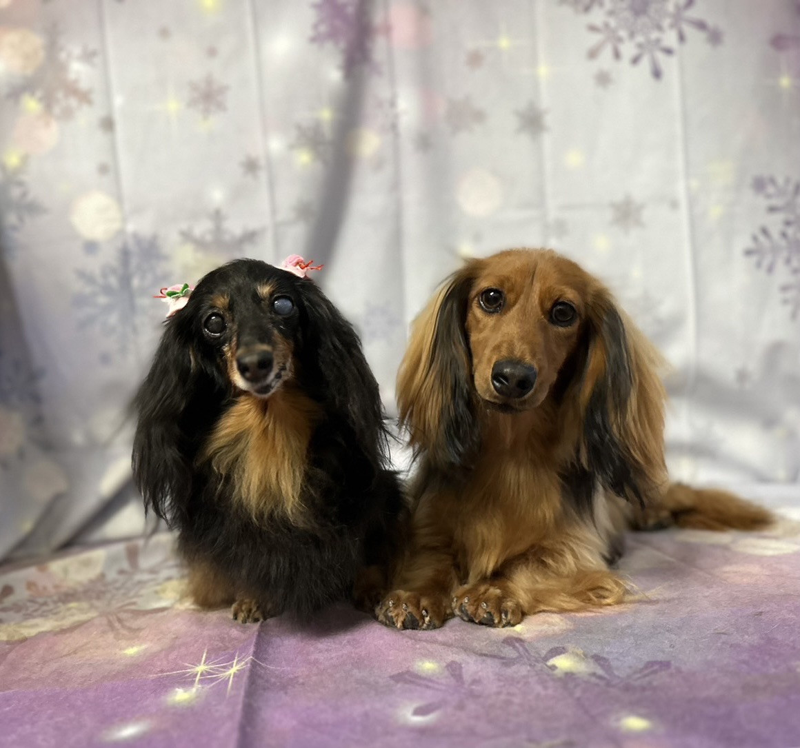 ダックスのももちゃん&たろーちゃん グルーミングコース 部分カット デンタル