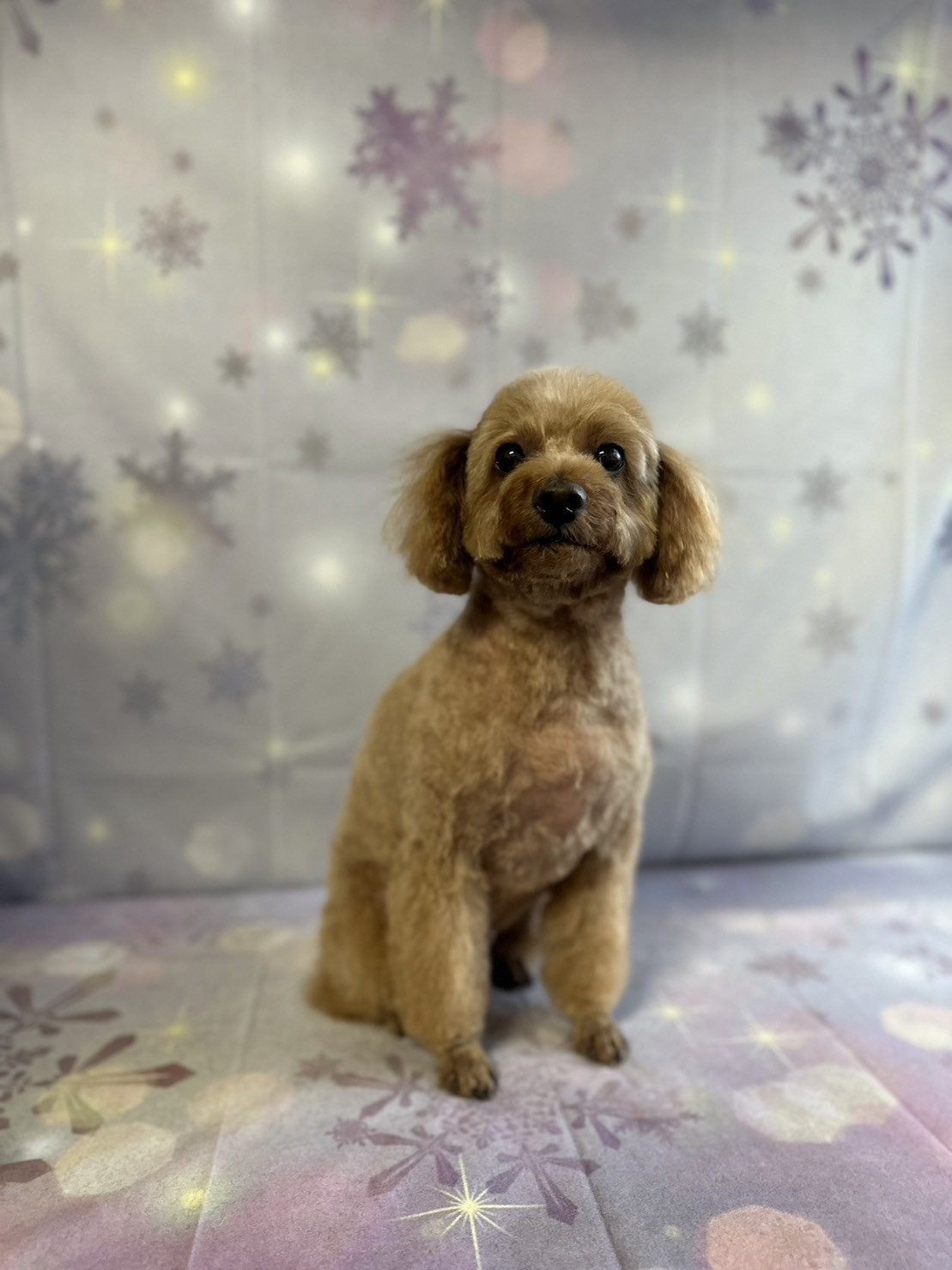 プードルのひめちゃん トリミングコース