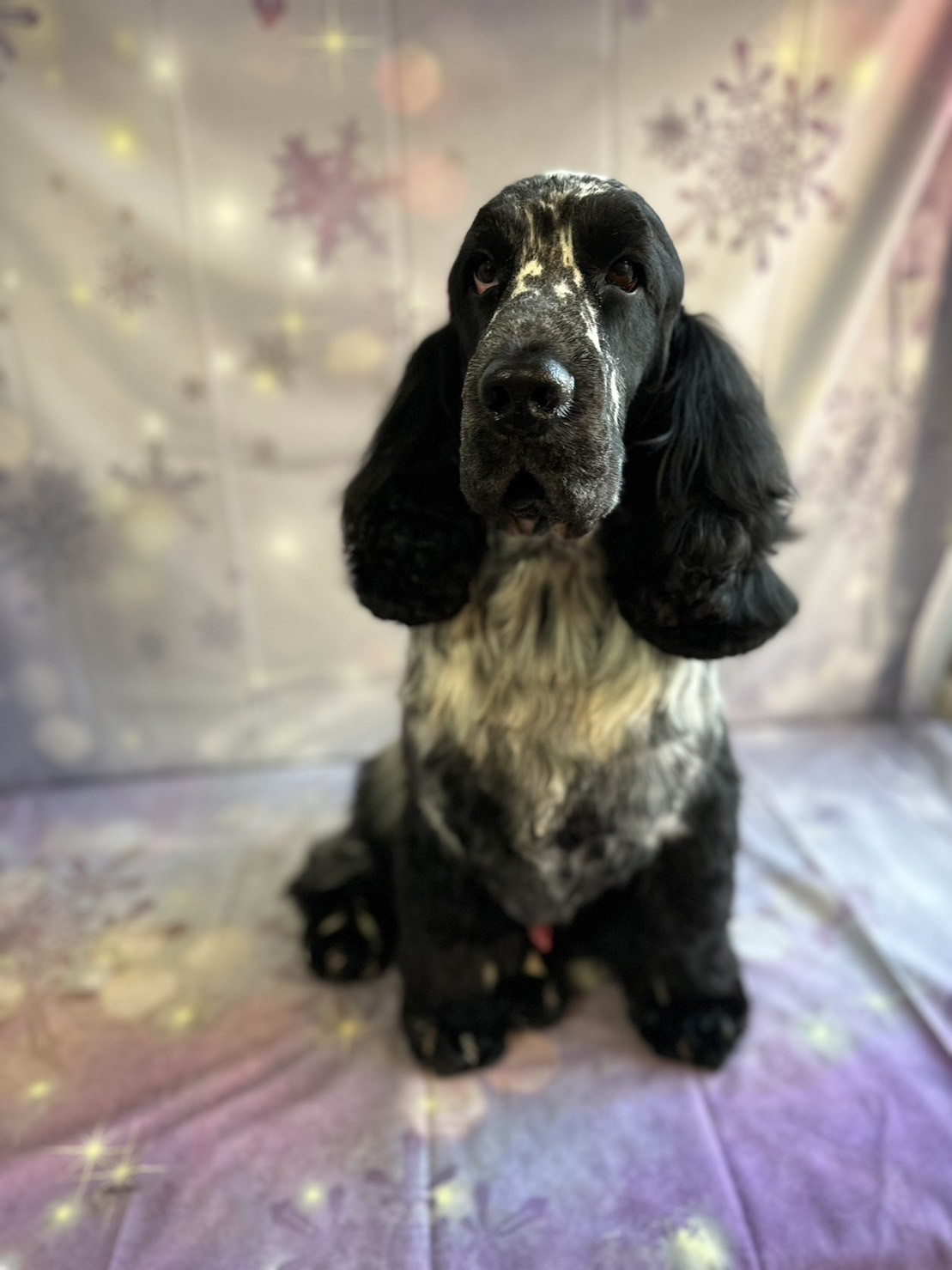 EコッカーのWillちゃん トリミングコース