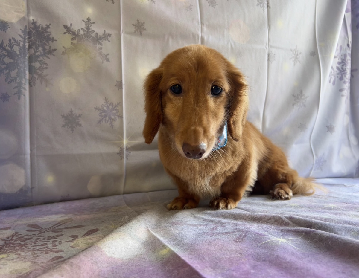 ダックスフンド マロンちゃん シャンプーコース