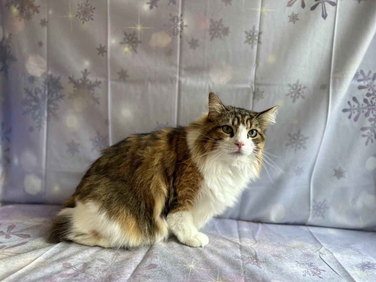 ノルウェージャンのミニョンちゃん お爪切り