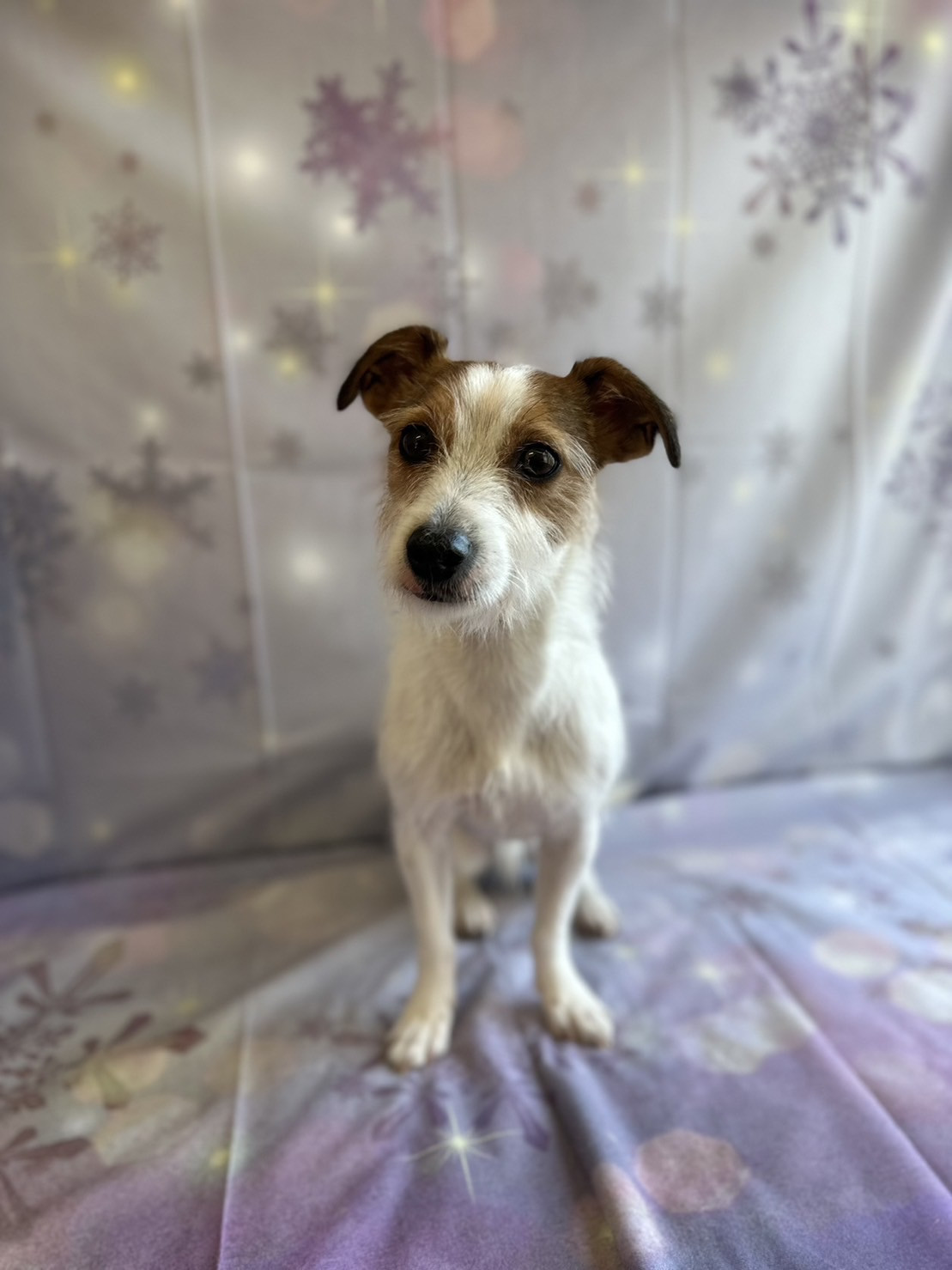 ジャックラッセルテリアのジャックちゃん グルーミングコ ース