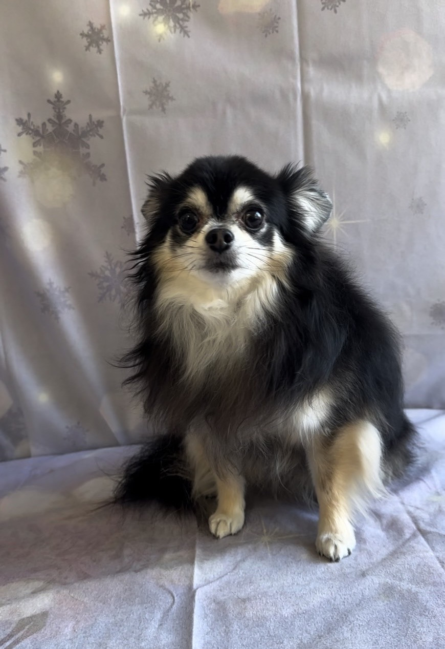 チワワのココアちゃん グルーミングコ ース