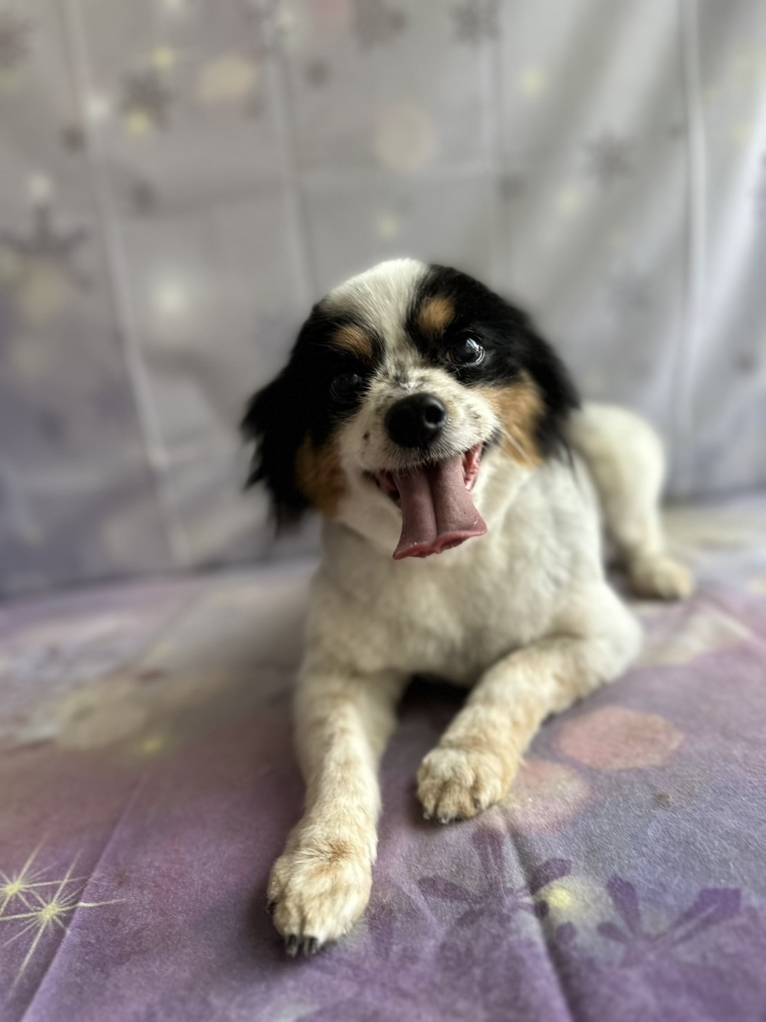 パピヨンのTakatoshiちゃん トリミングコ ース