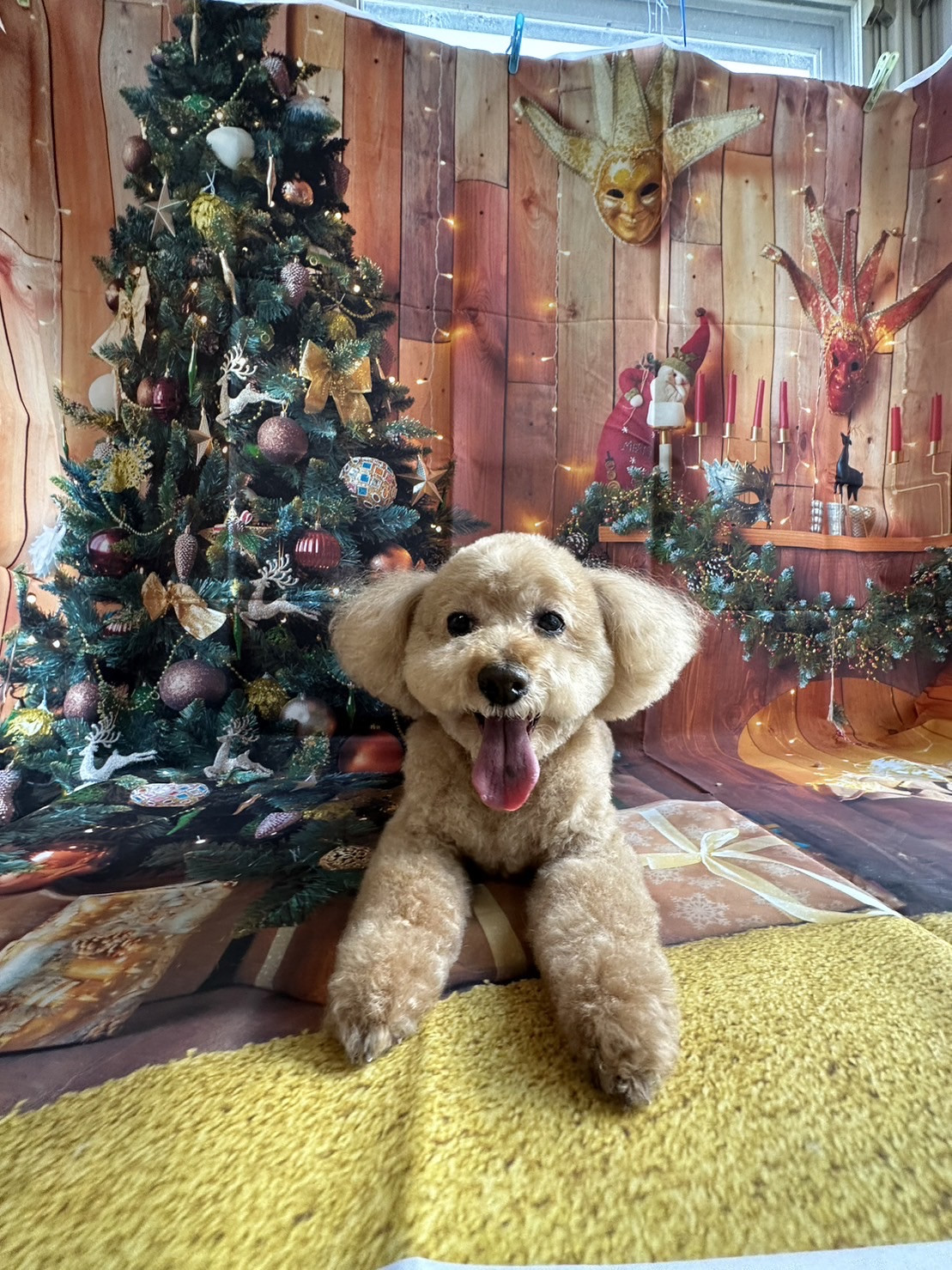 プードルのフランちゃん グルーミングコース 部分カット