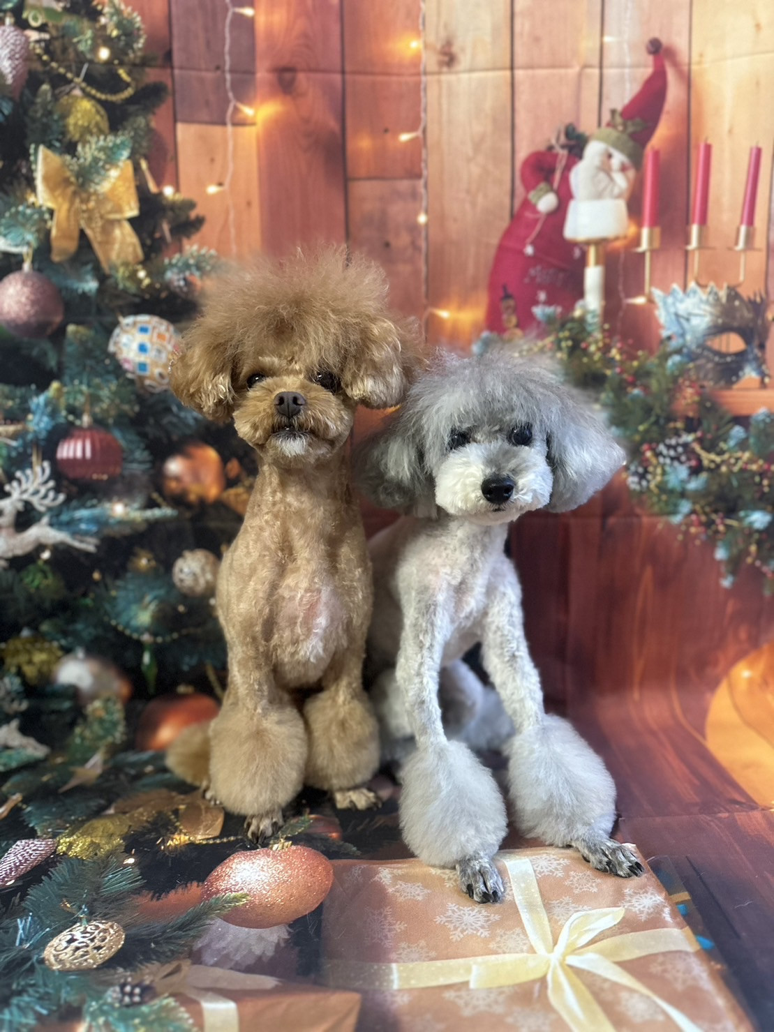 プードルのプータちゃん&ごん太ちゃん トリミングコース