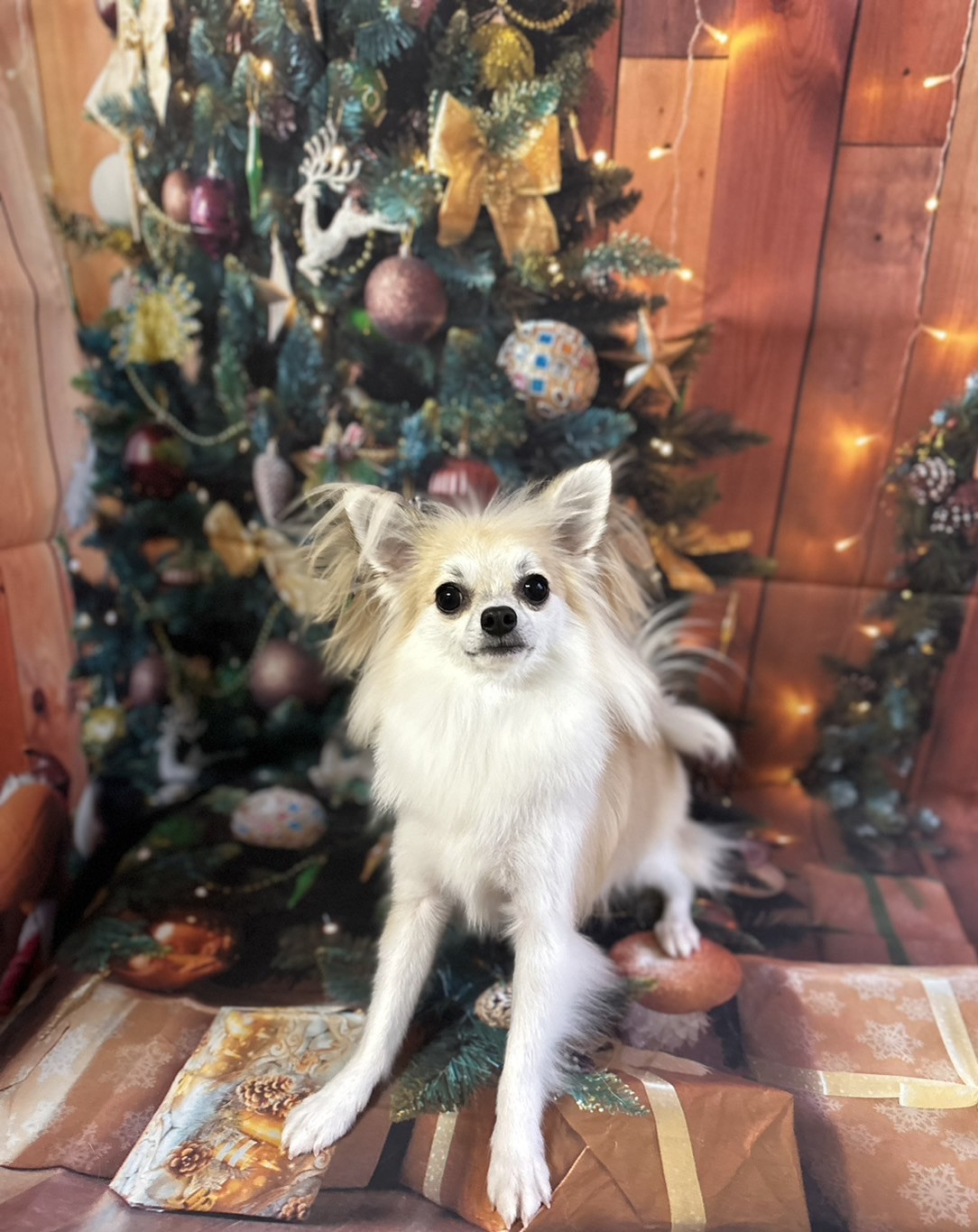 チワワのアトムちゃん グルーミングコ ース