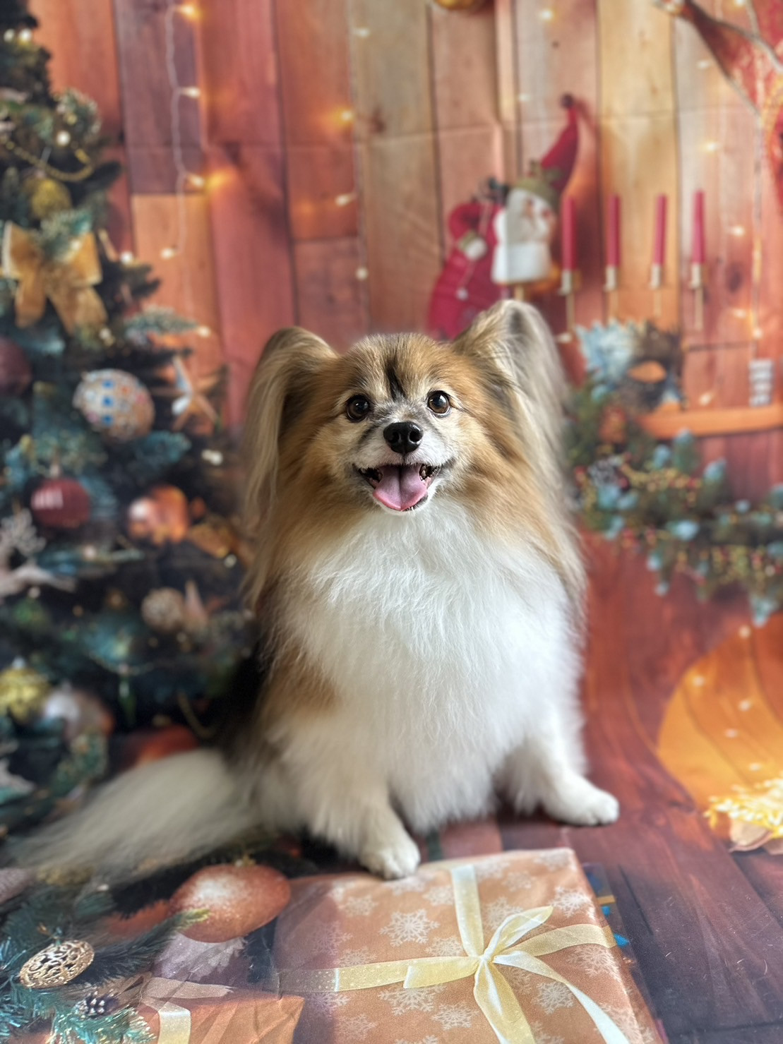 チワワのパピ助ちゃん グルーミングコース デンタル