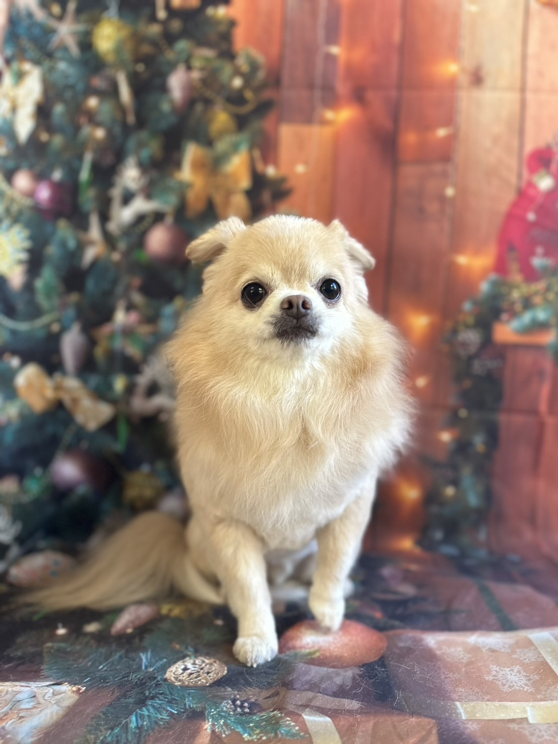 チワワのマロンちゃん トリミングコース