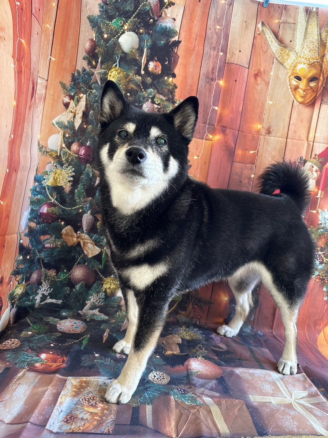 柴のさくらちゃん グルーミングコース