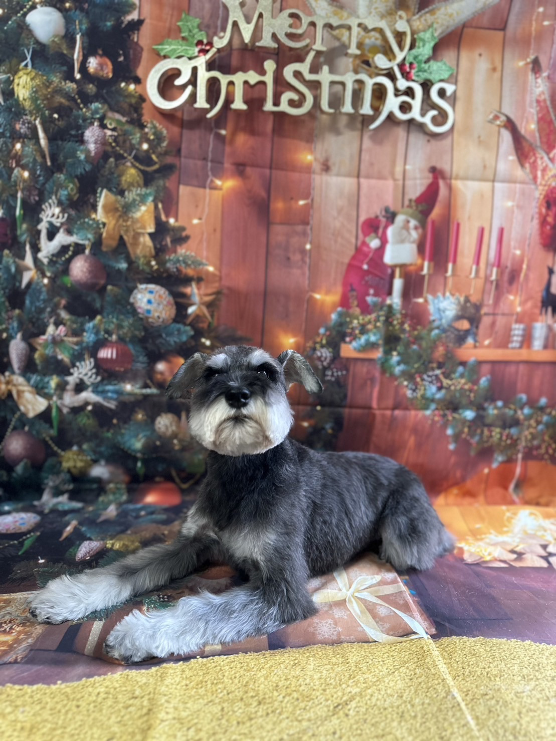 シュナウザーのアンちゃん トリミングコース