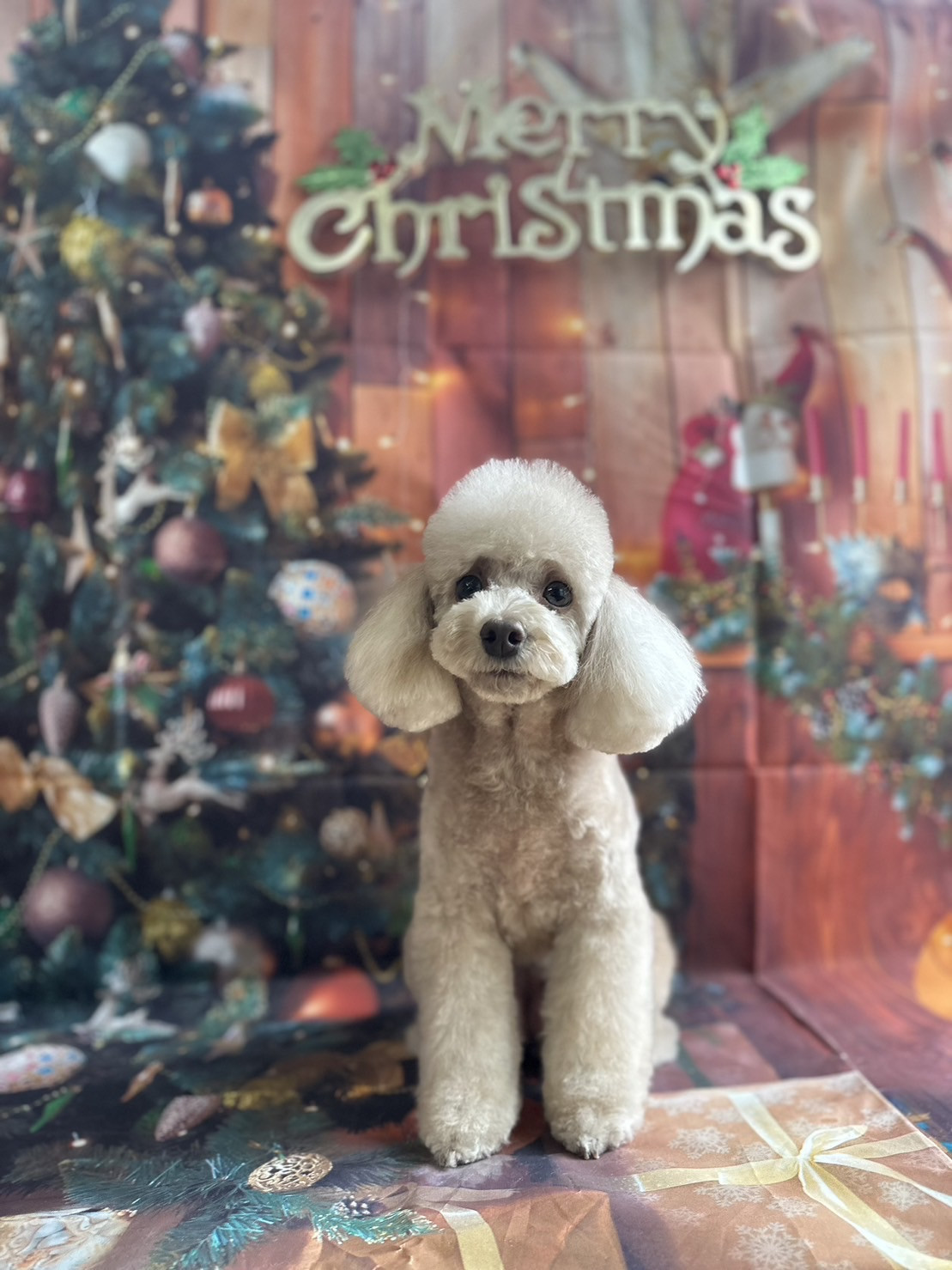 プードルのルルちゃん トリミングコース デンタル