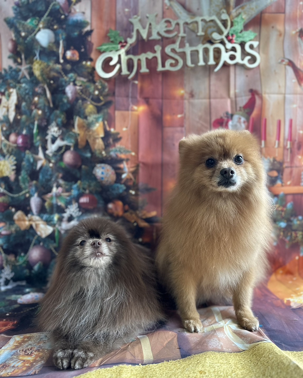 ポメラニアンのくりちゃん&くるちゃん グルーミングコース