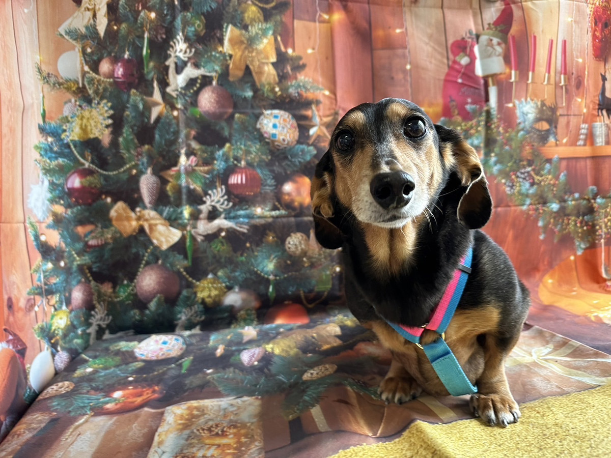 ダックスのくろみちゃん お爪切り 肛門腺