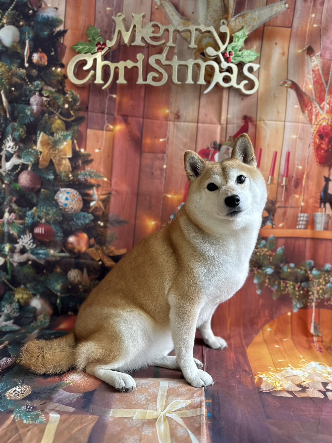 柴のむぎなちゃん グルーミングコース