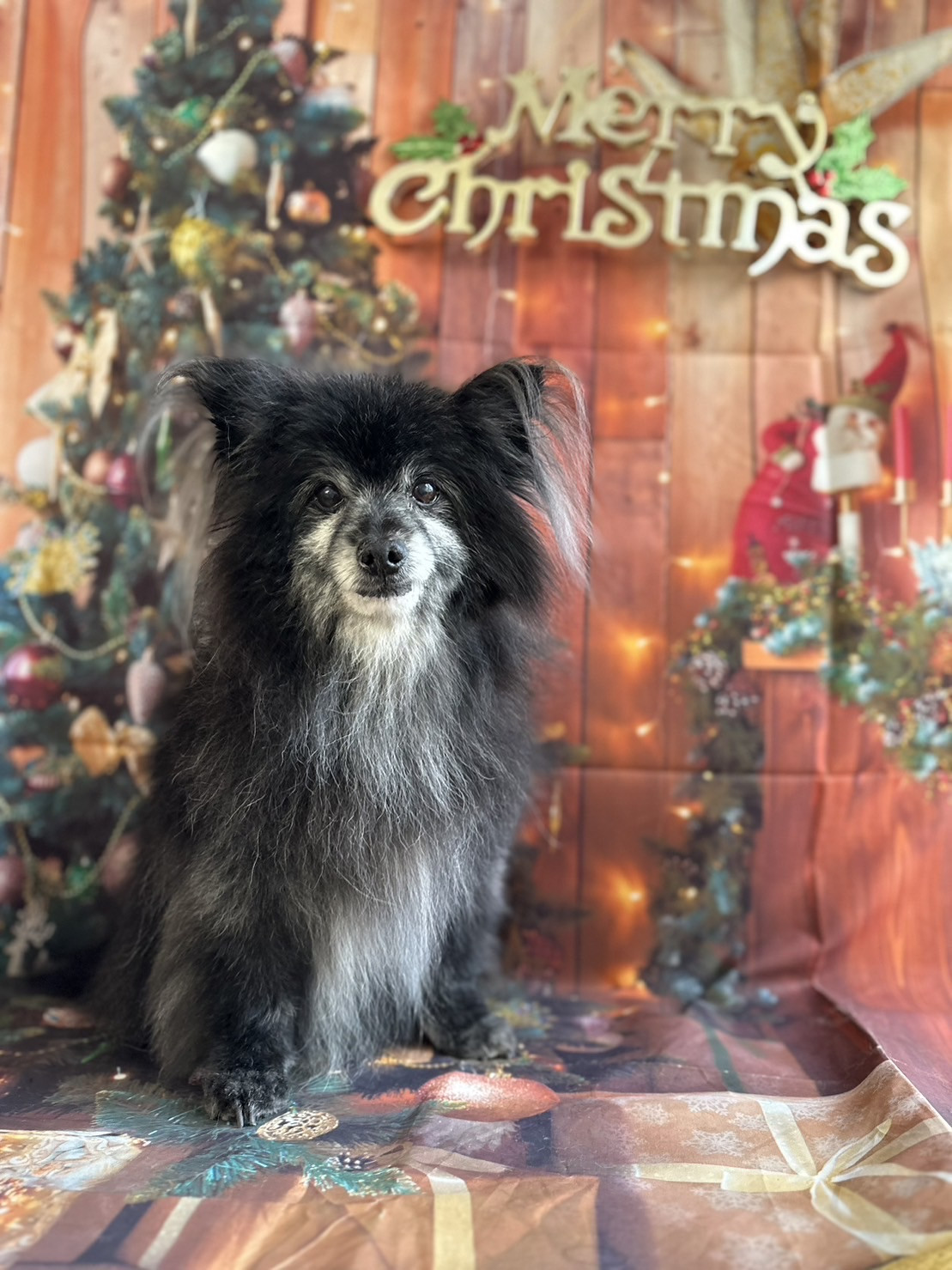 ポメラニアンの黒まめちゃん グルーミングコース