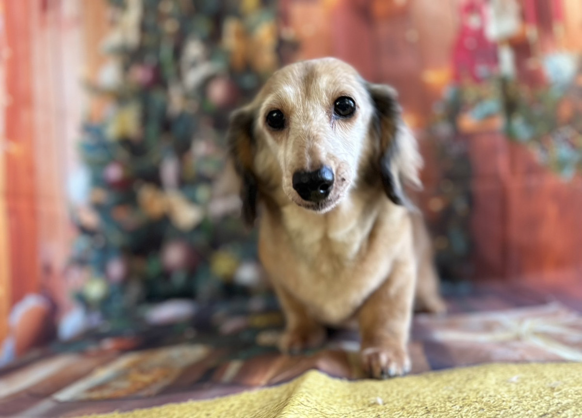 ダックスのリリィちゃん トリミングコ ース