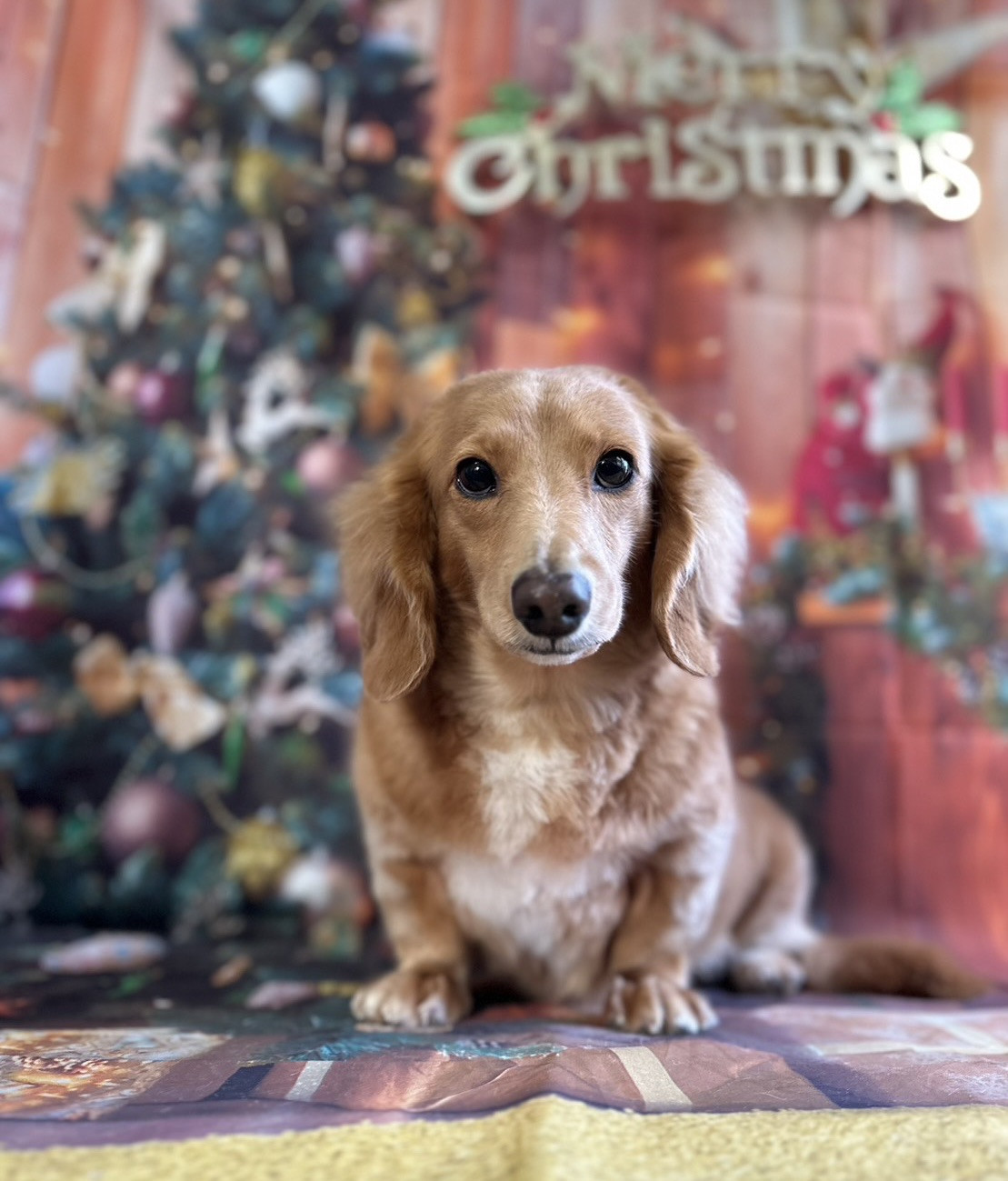 ダックスのモカちゃん トリミングコース デンタル