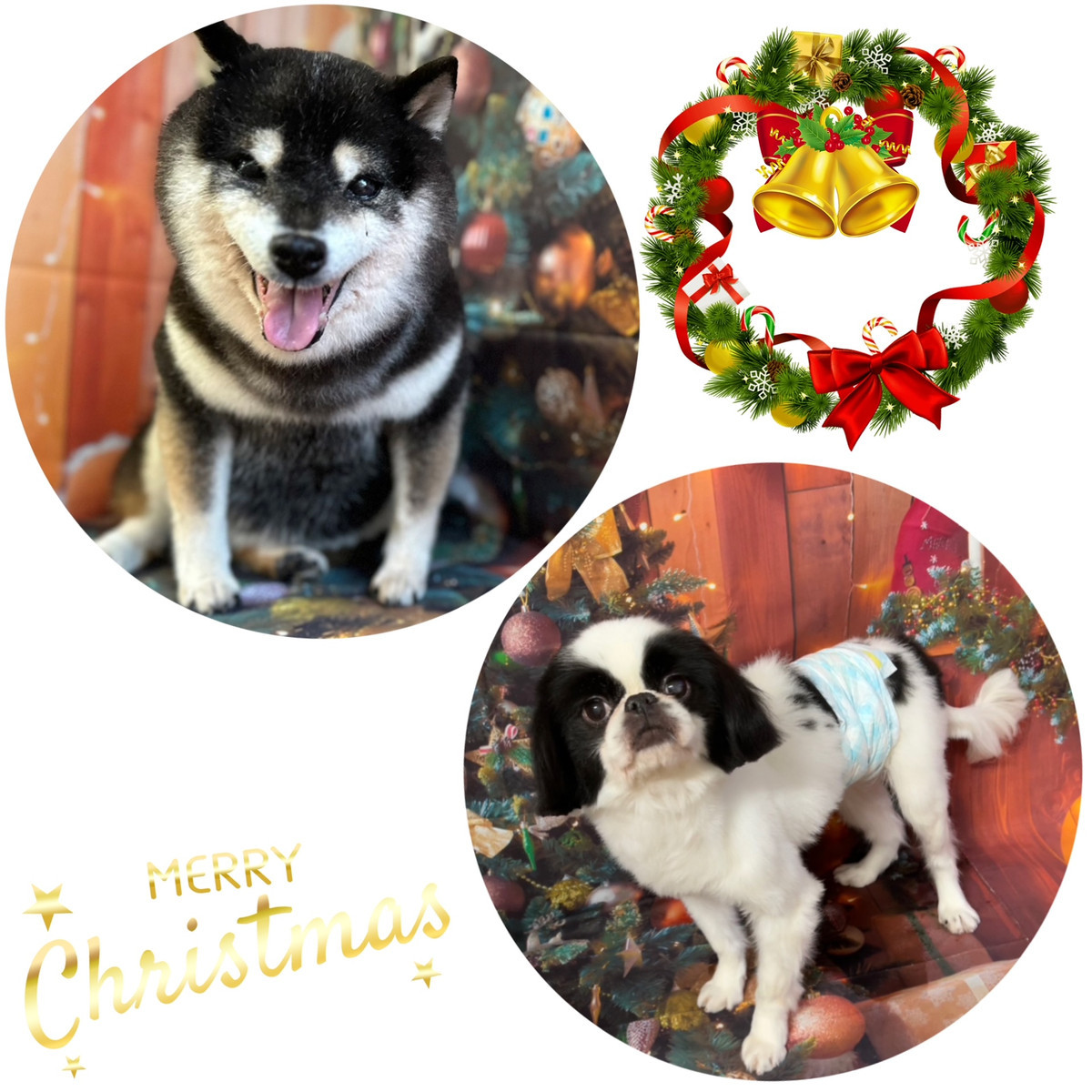 狆柴犬 龍ちゃん キヨちゃん グルーミングコース