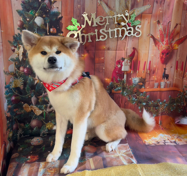 秋田犬 マリンちゃん グルーミングコース