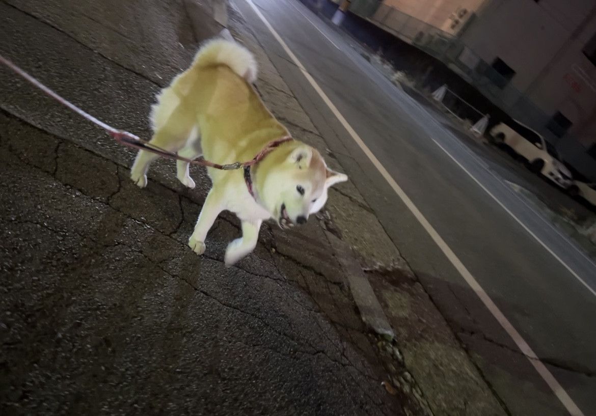 柴犬 クッキーちゃん お泊まりの様子