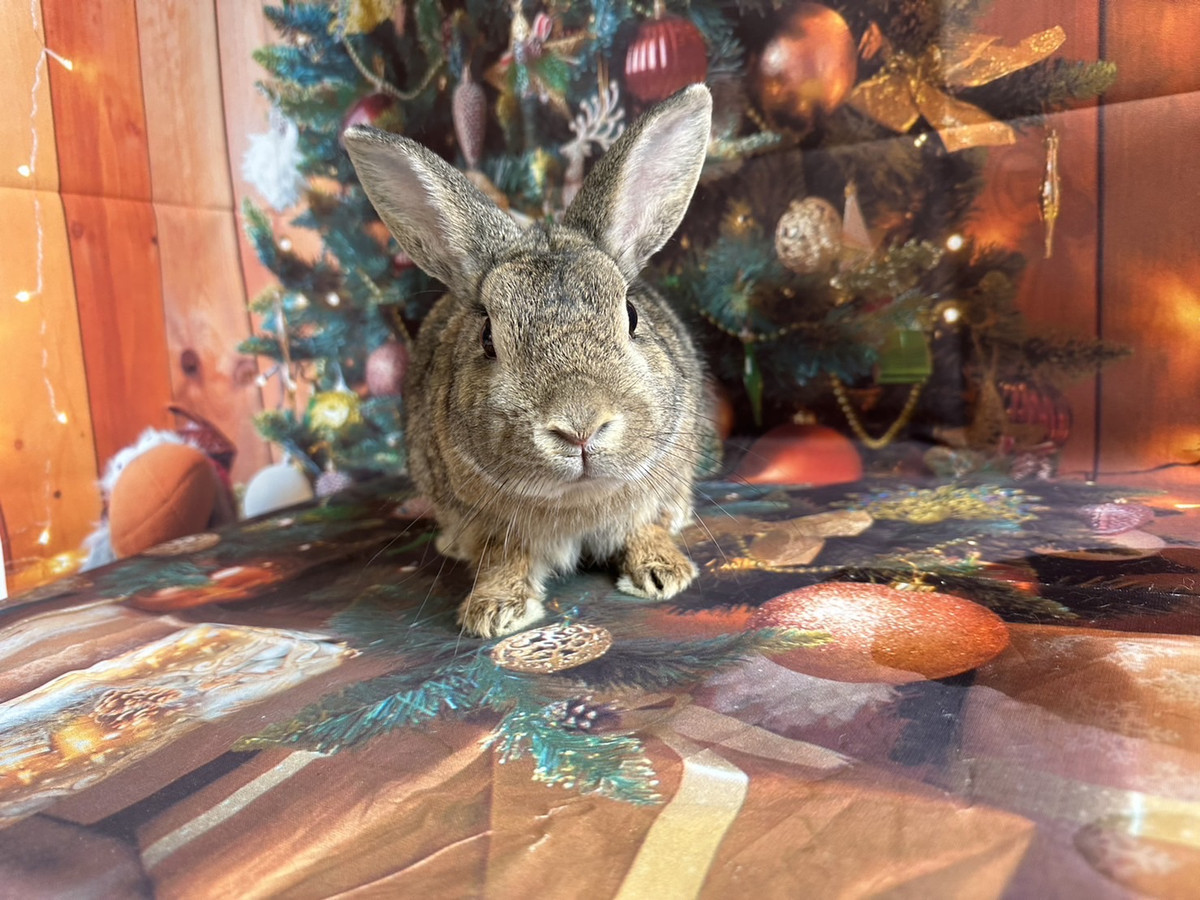 うさぎのピーターちゃん お爪切り