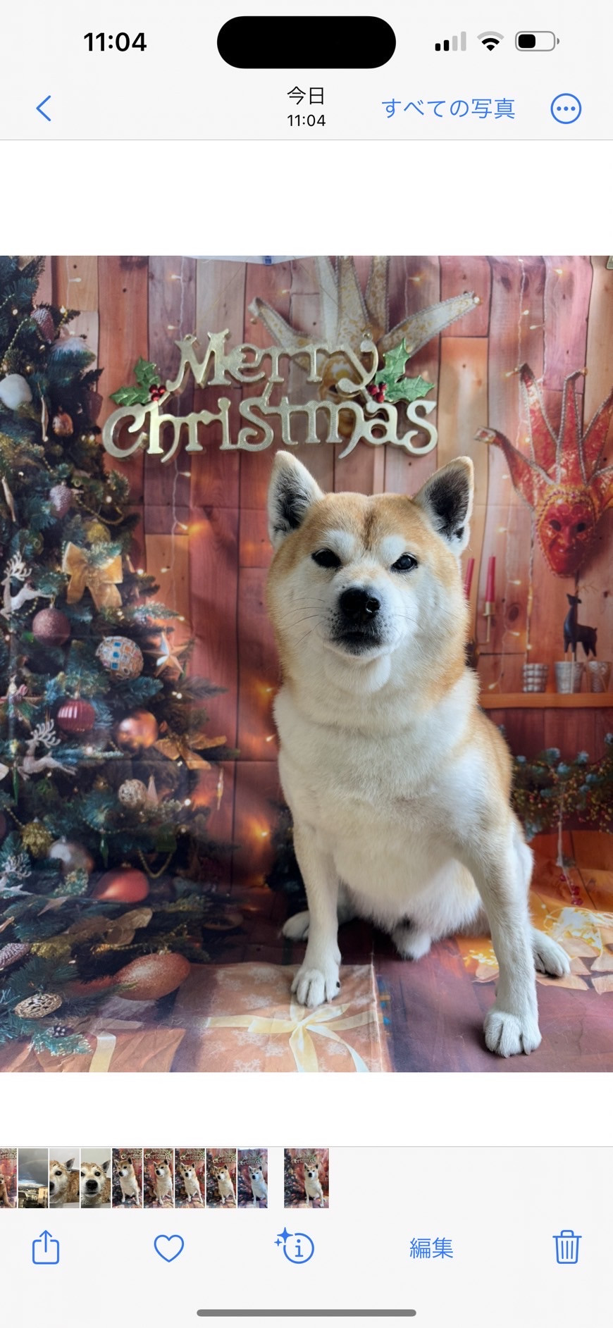 柴のテツちゃん グルーミングコース