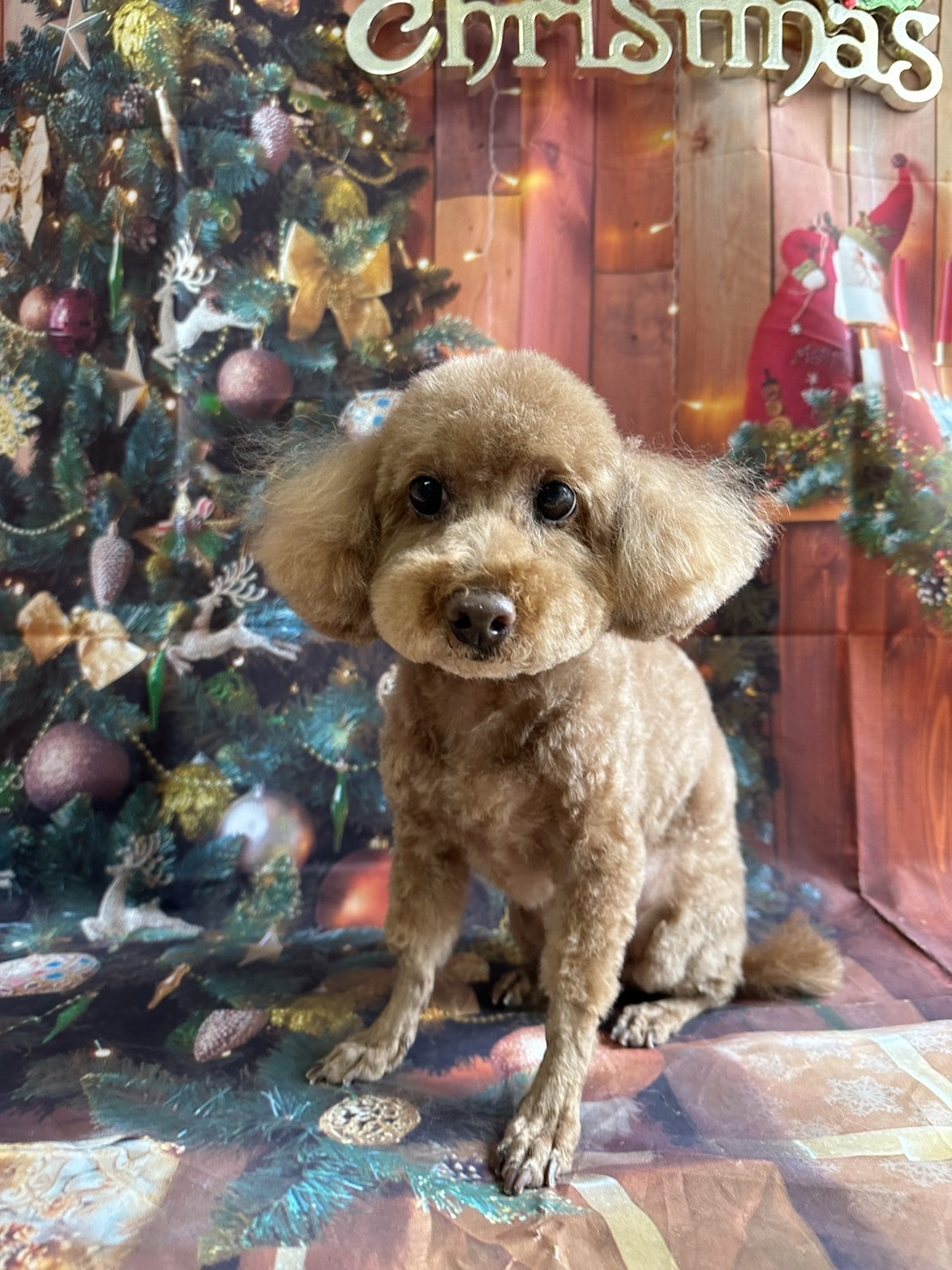 プードルのアンコちゃん トリミングコ ース