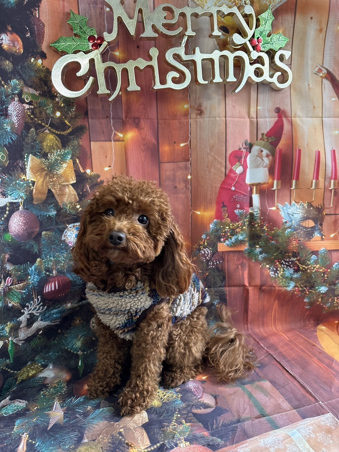 チワワ×プードル MIXのアーモちゃん お爪切り 肛門腺絞り