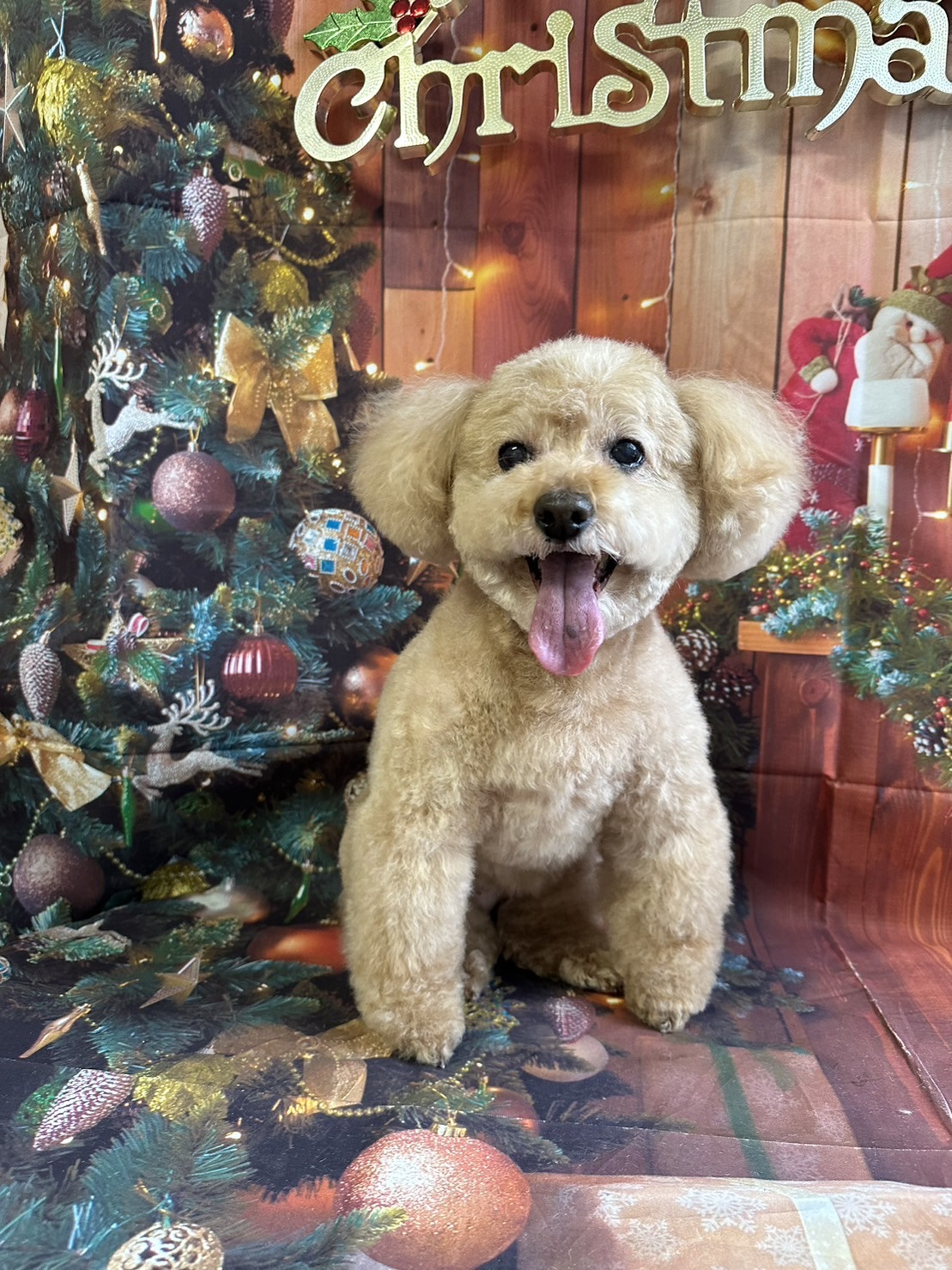 プードルのフランちゃん トリミングコ ース