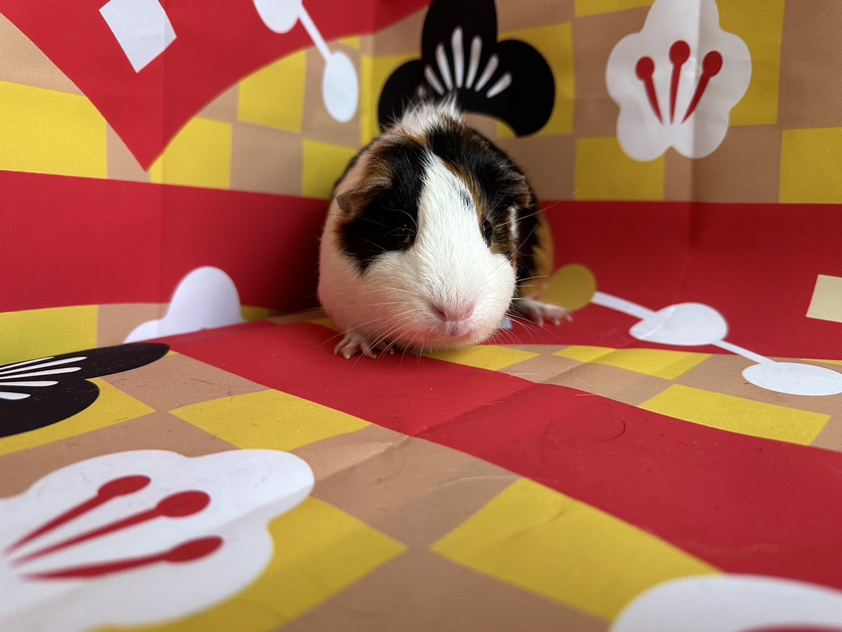 モルモットのビッケちゃん お爪切り