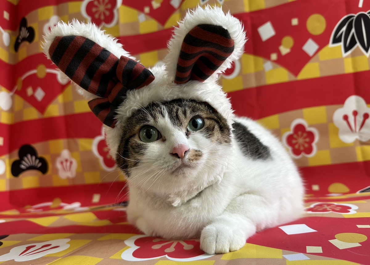 猫のジヴェルニーちゃん シャンプーコース お爪切り お耳 掃除