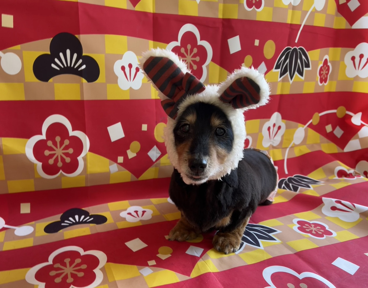 ダックスフンド モモちゃん トリミングコース